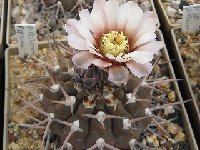 Gymnocalycium bodenbenderianum piltziorum ©M.Wolf.jpg